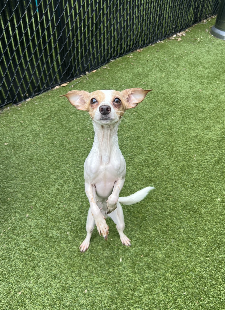 Screenshot 2026-04-16 at 5.09.15 PM.png