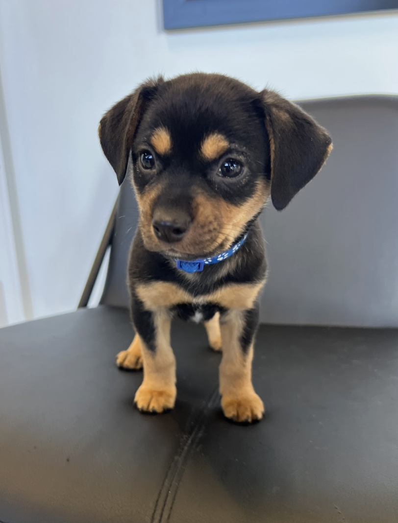 Screenshot 2026-02-13 at 4.41.24 PM.png