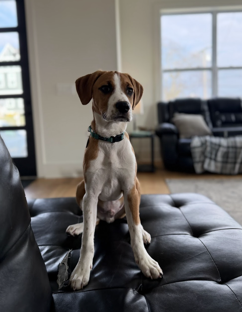 Screenshot 2026-02-20 at 4.20.22 PM.png