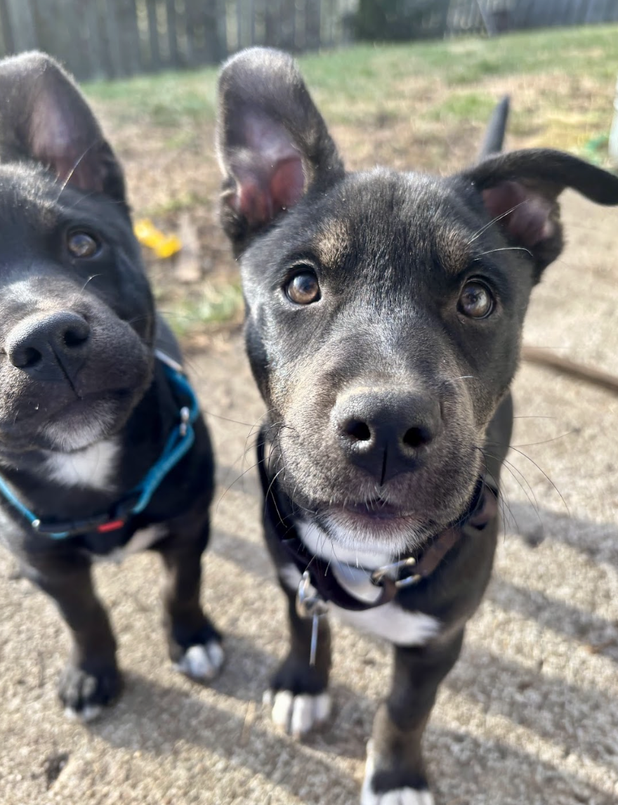 Screenshot 2026-02-20 at 12.24.20 PM.png