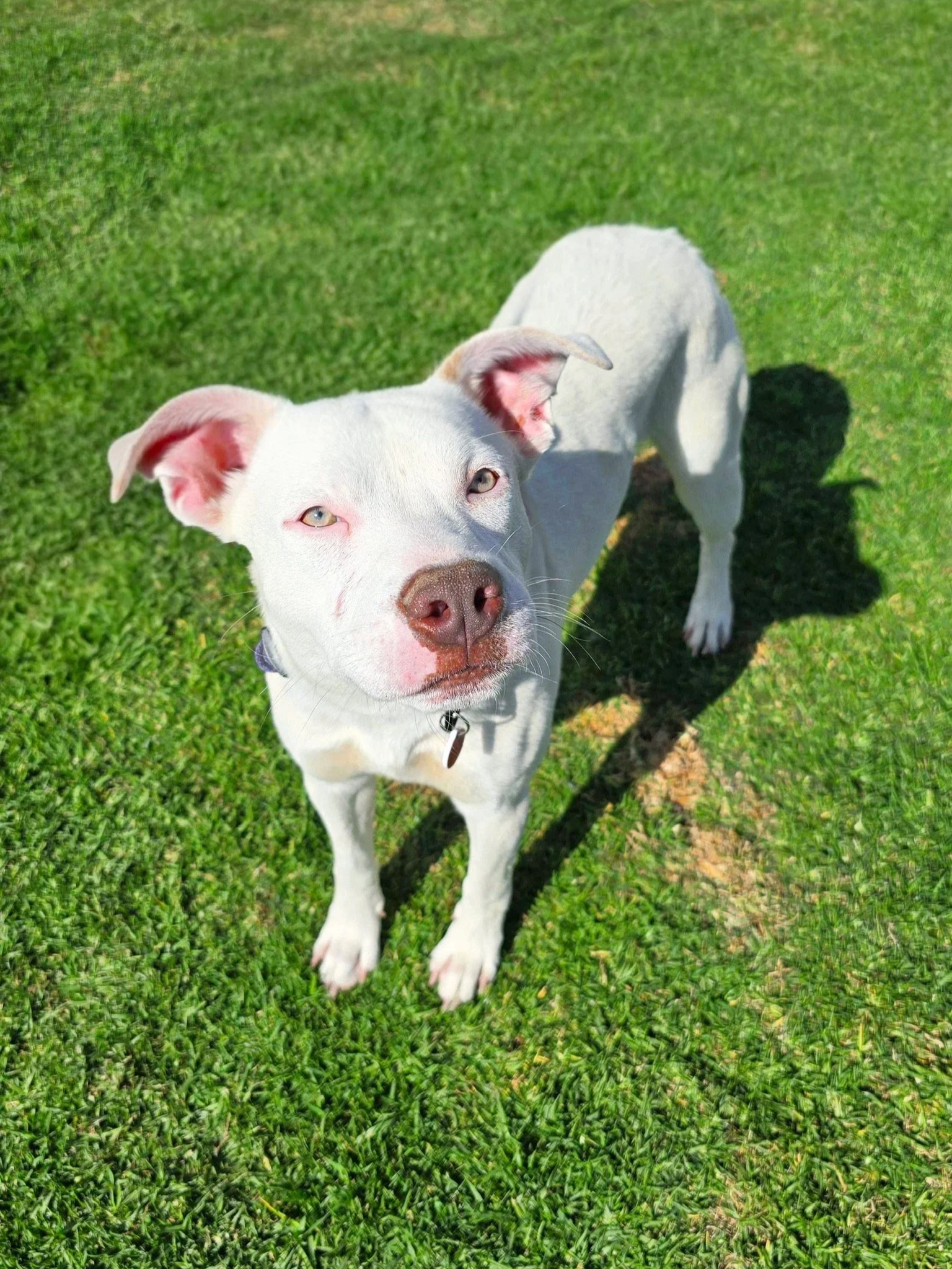 Mixed Breed