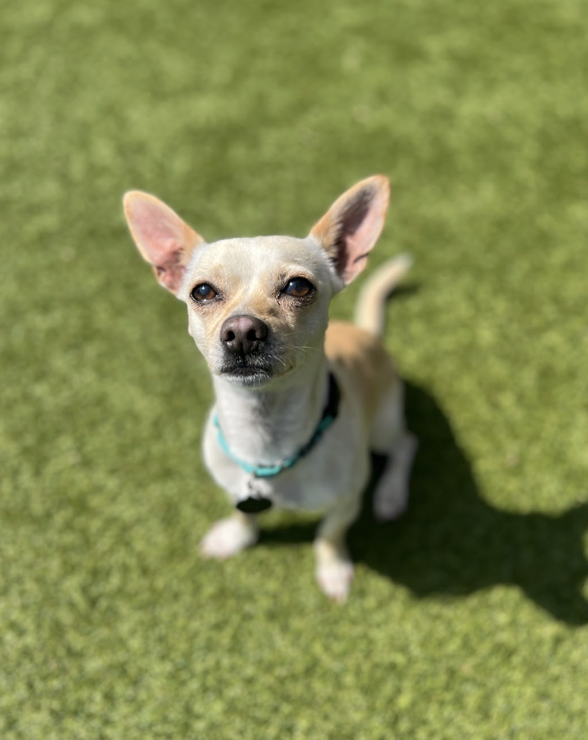 Screenshot 2026-03-20 at 4.07.12 PM.png