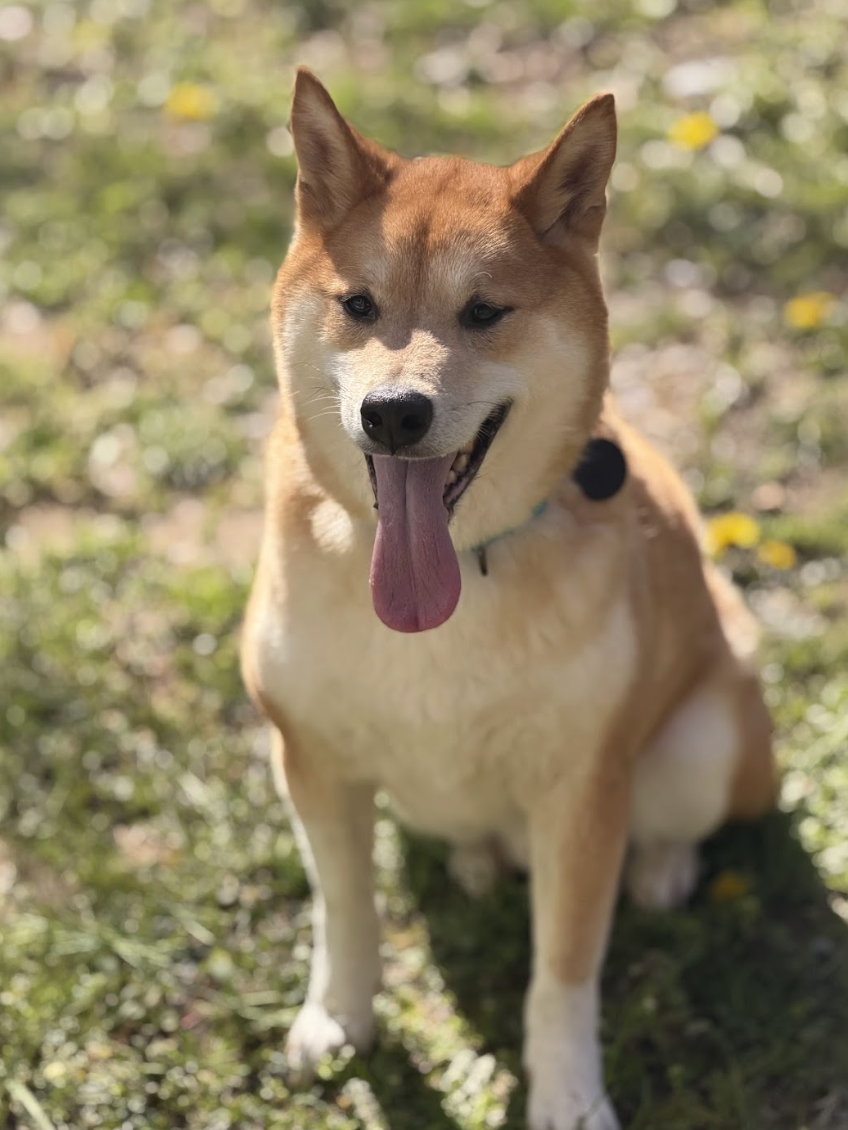 Screenshot 2026-03-21 at 2.03.01 PM.png