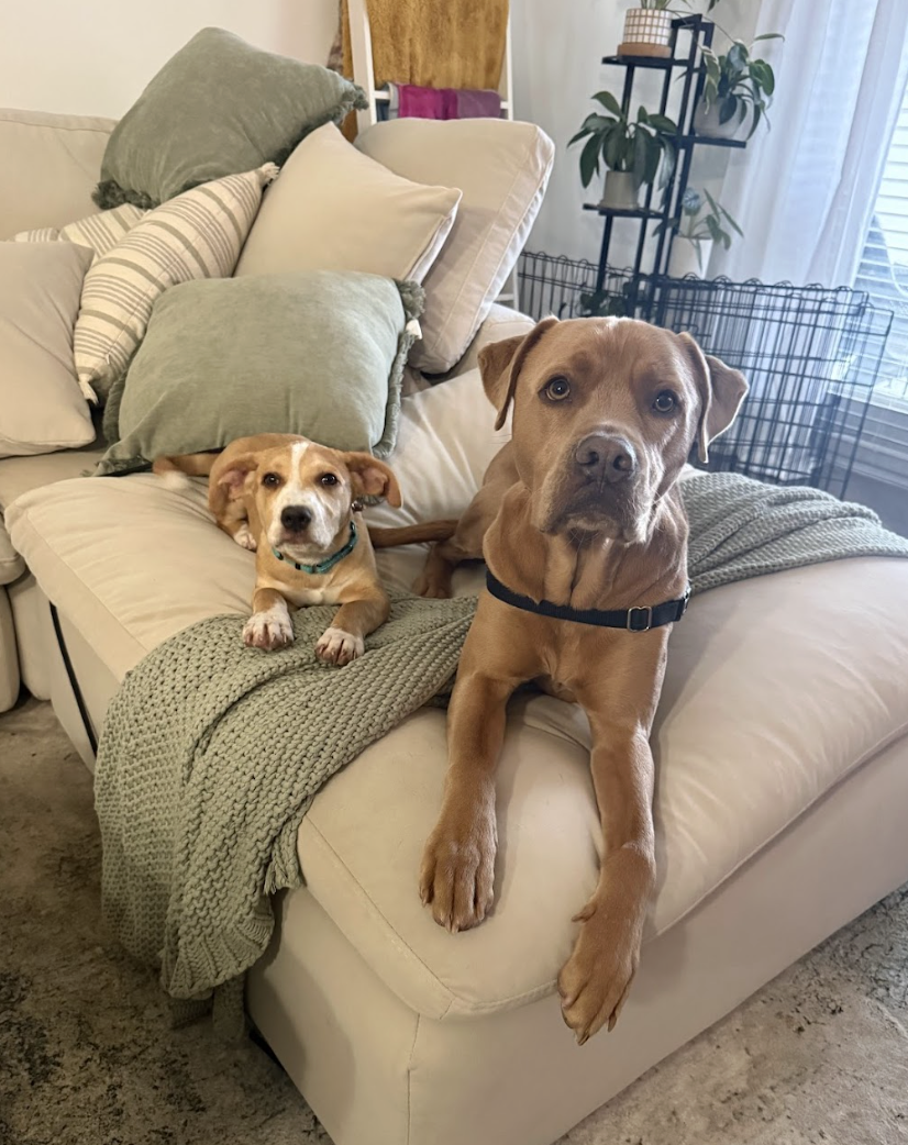 Screenshot 2026-01-29 at 12.09.05 PM.png