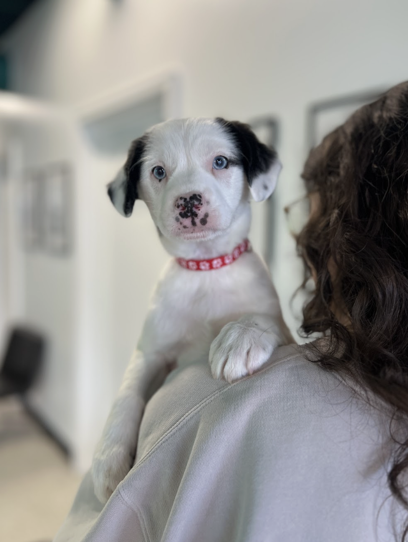 Screenshot 2026-02-06 at 3.41.28 PM.png