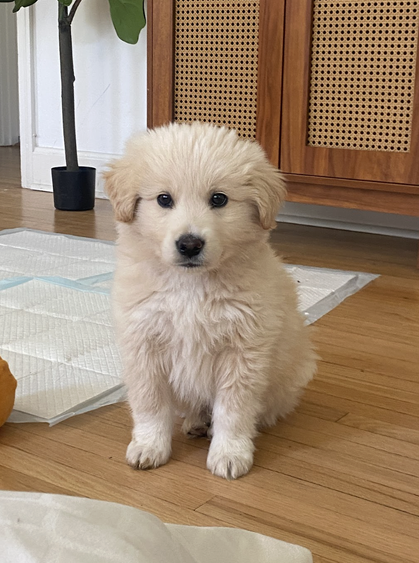 Screenshot 2026-04-16 at 4.58.31 PM.png