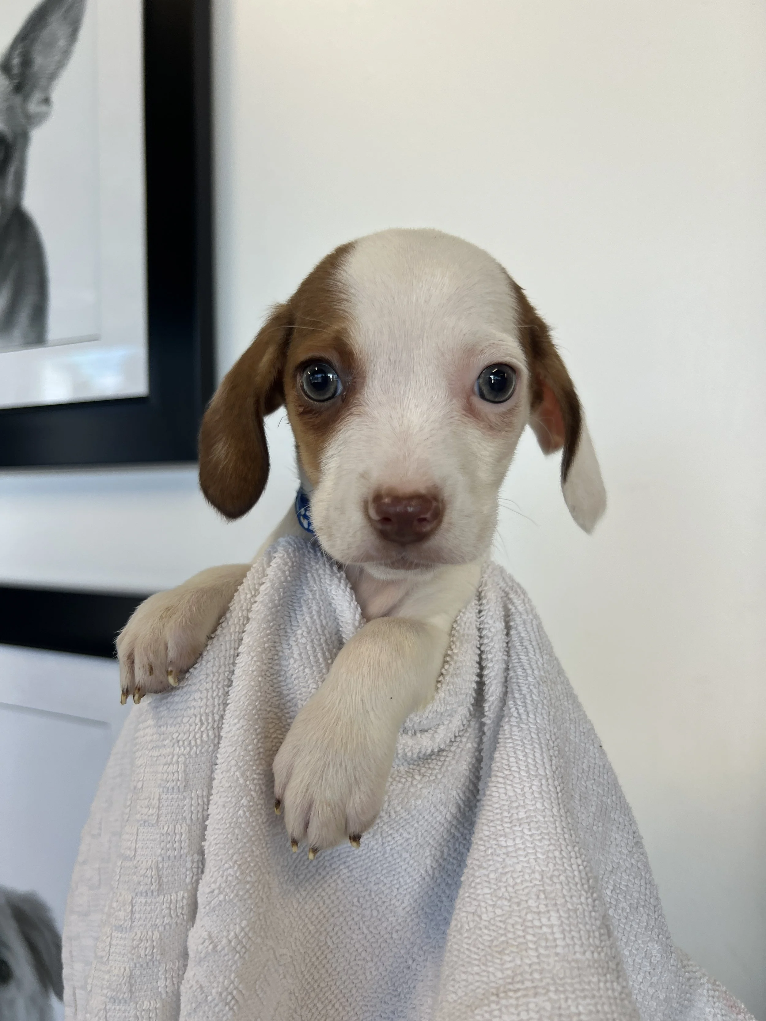 Penny, The Game Litter