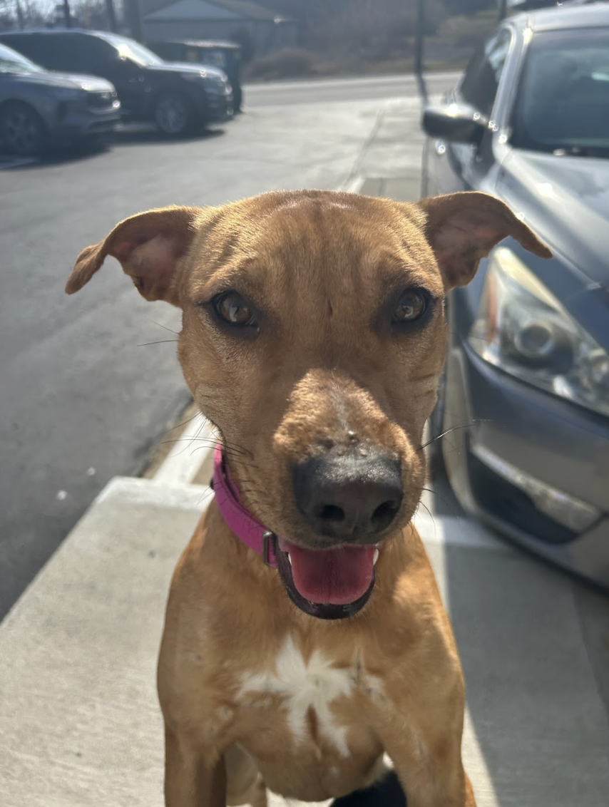 Screenshot 2026-02-12 at 2.27.50 PM.png