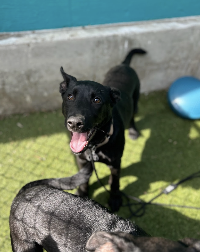 Screenshot 2026-04-09 at 6.45.23 PM.png