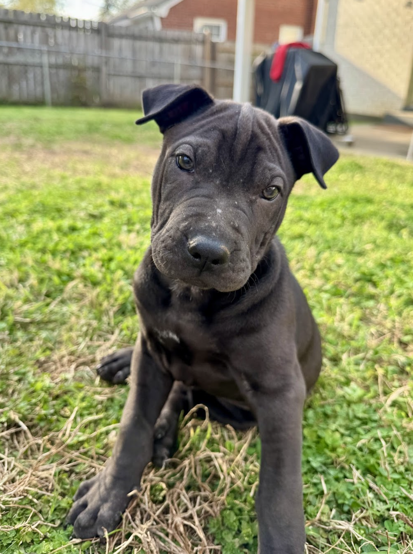 Screenshot 2026-04-08 at 3.28.53 PM.png