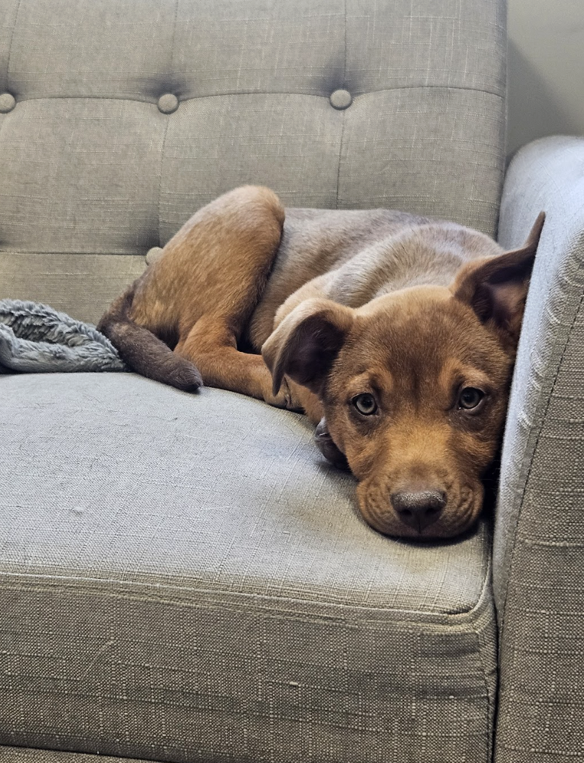 Screenshot 2026-02-27 at 12.52.29 PM.png