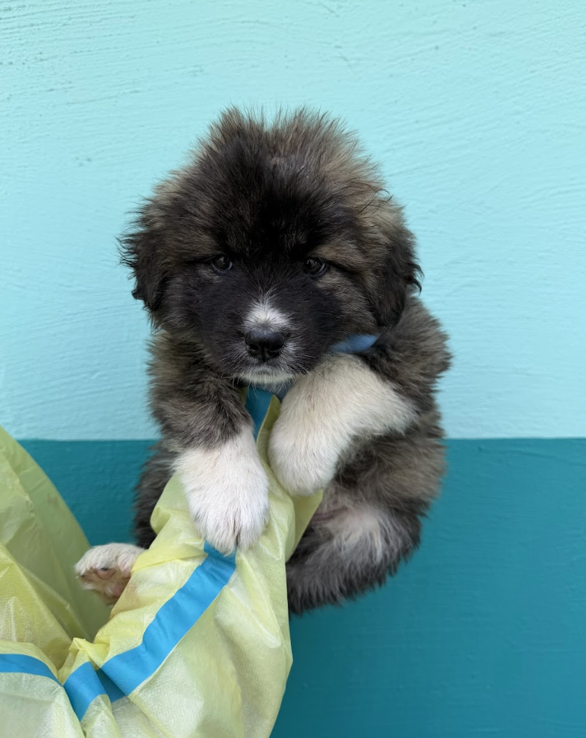 Screenshot 2026-04-13 at 2.38.58 PM.png