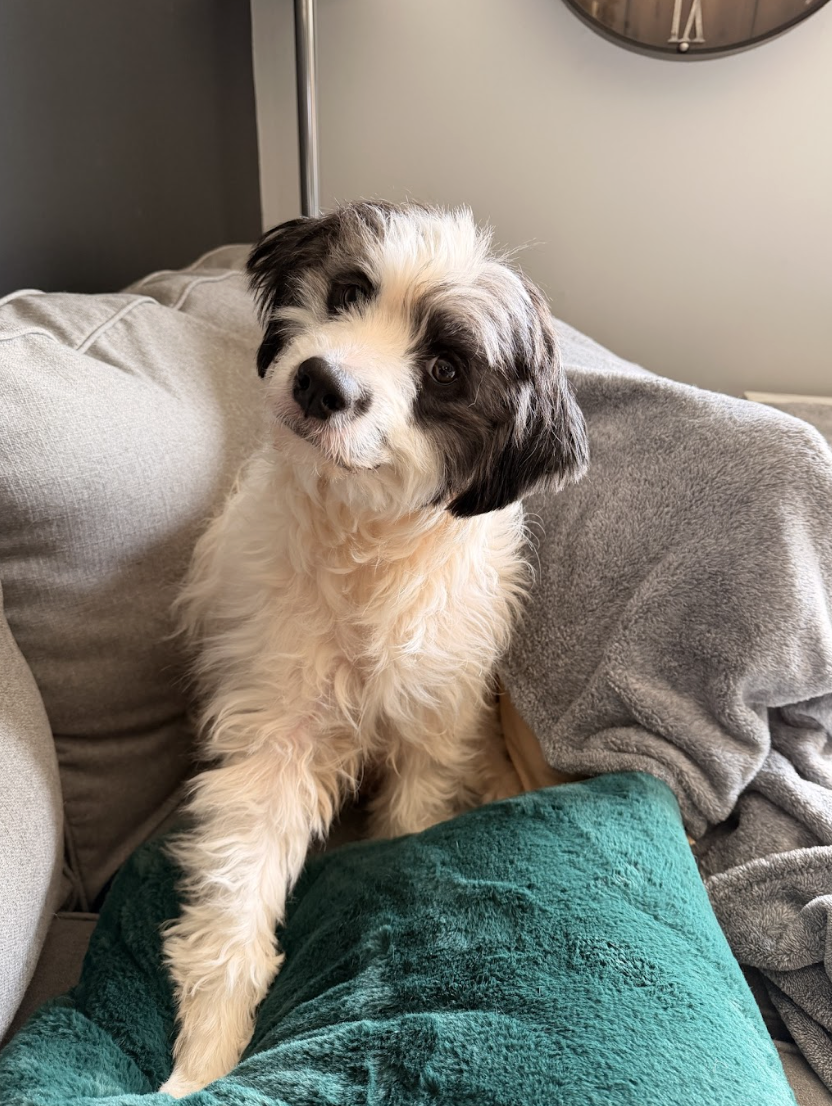 Screenshot 2026-02-28 at 4.16.19 PM.png