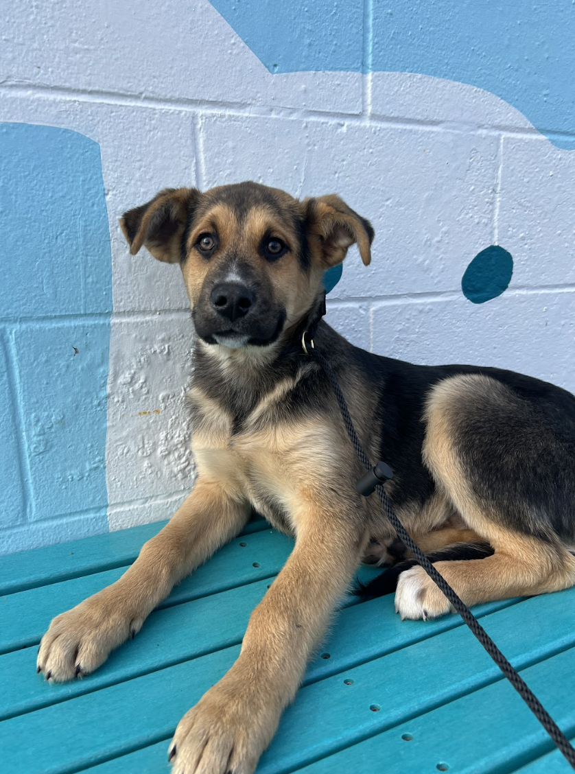 Screenshot 2026-02-12 at 5.08.27 PM.png