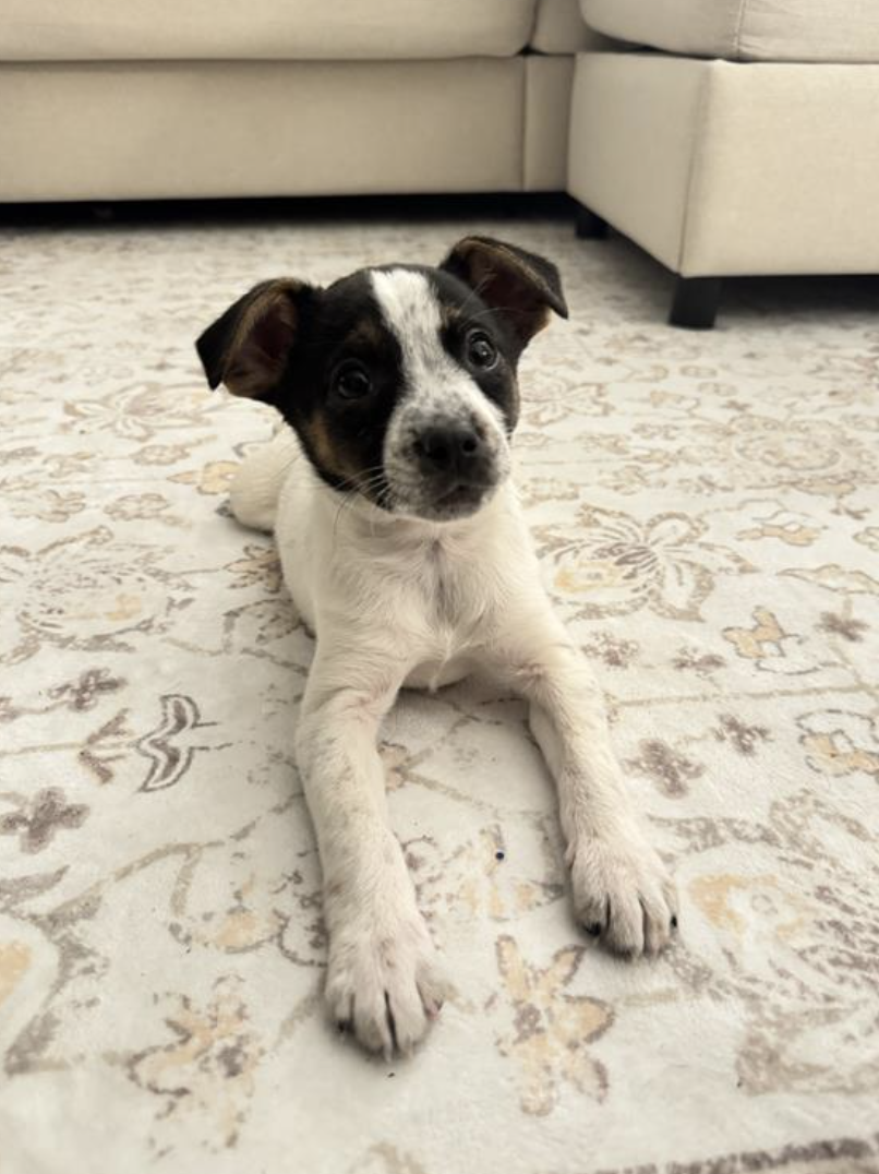 Screenshot 2026-02-17 at 3.53.22 PM.png