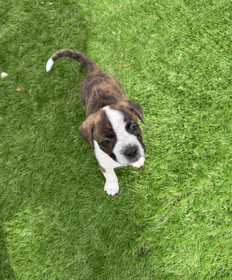 Screenshot 2026-03-27 at 7.57.14 PM.png