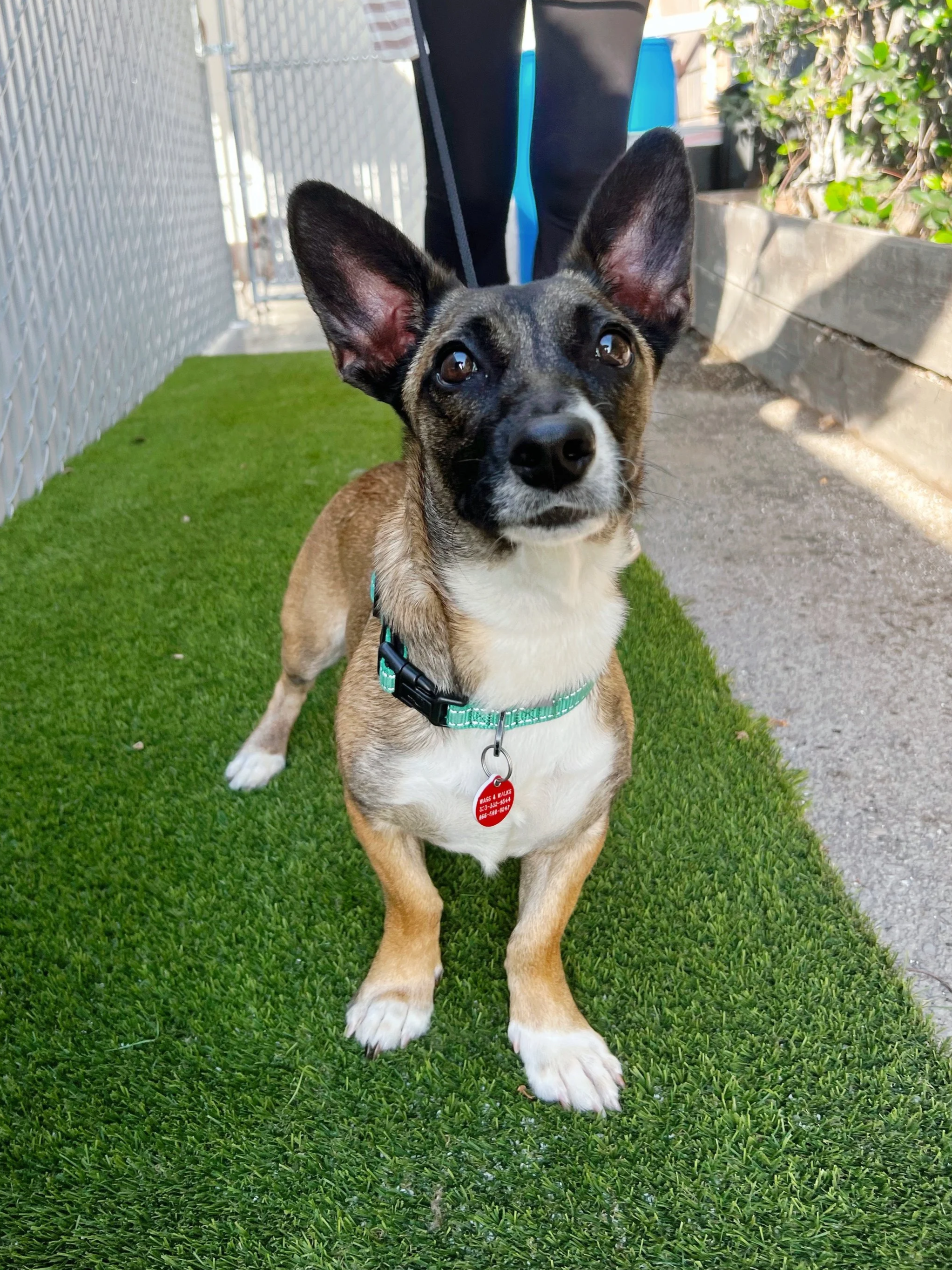 Inspector