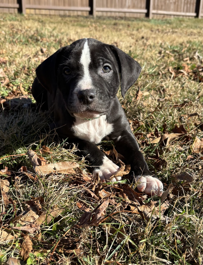 Screenshot 2026-01-07 at 1.11.23 PM.png