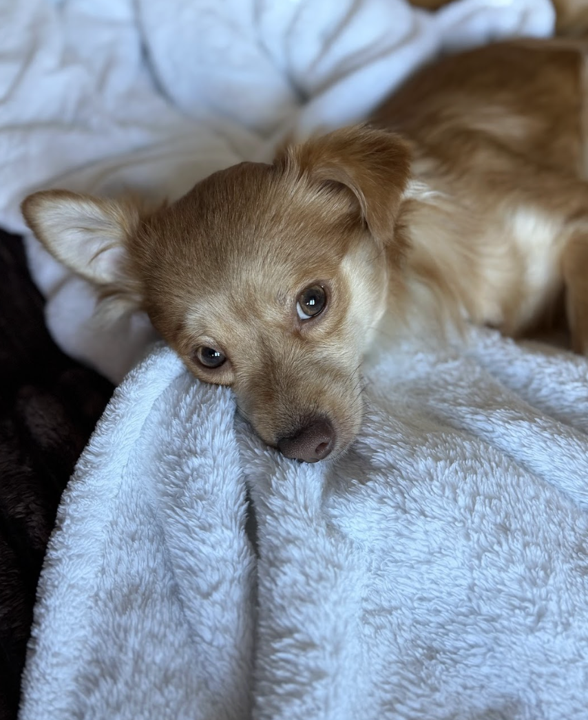 Screenshot 2026-03-21 at 2.13.23 PM.png