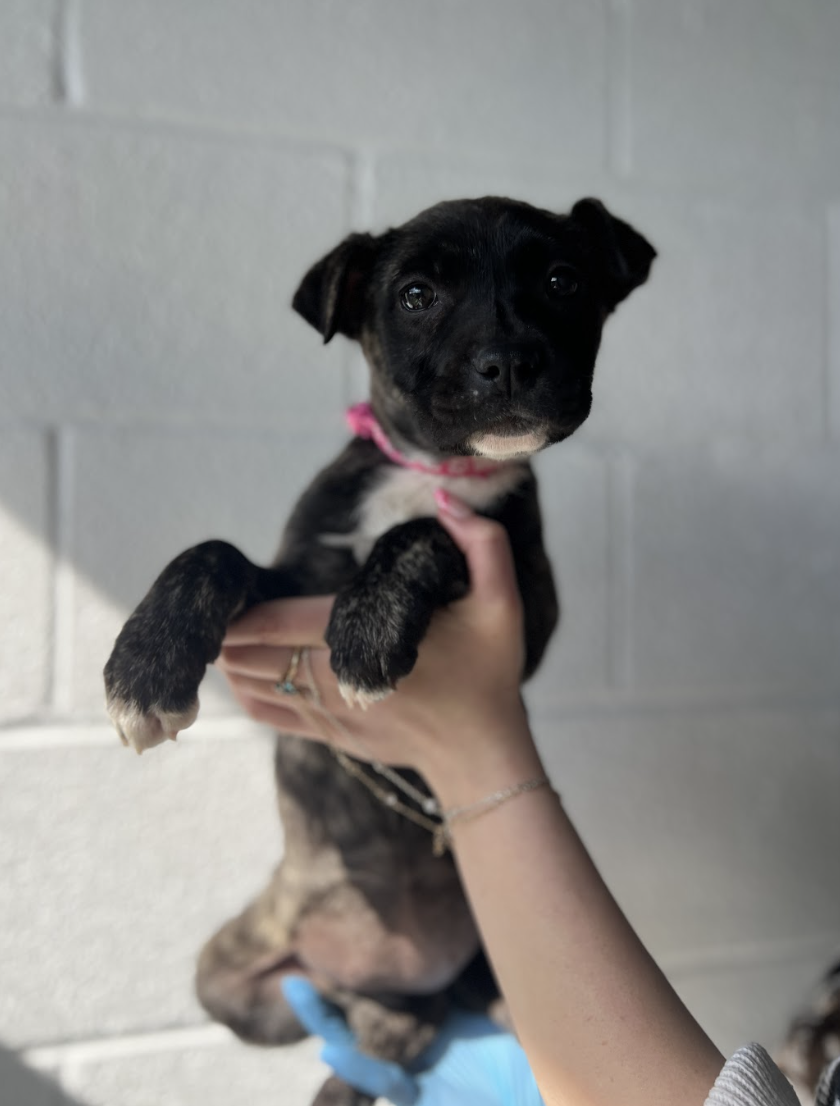 Screenshot 2026-02-12 at 4.43.44 PM.png