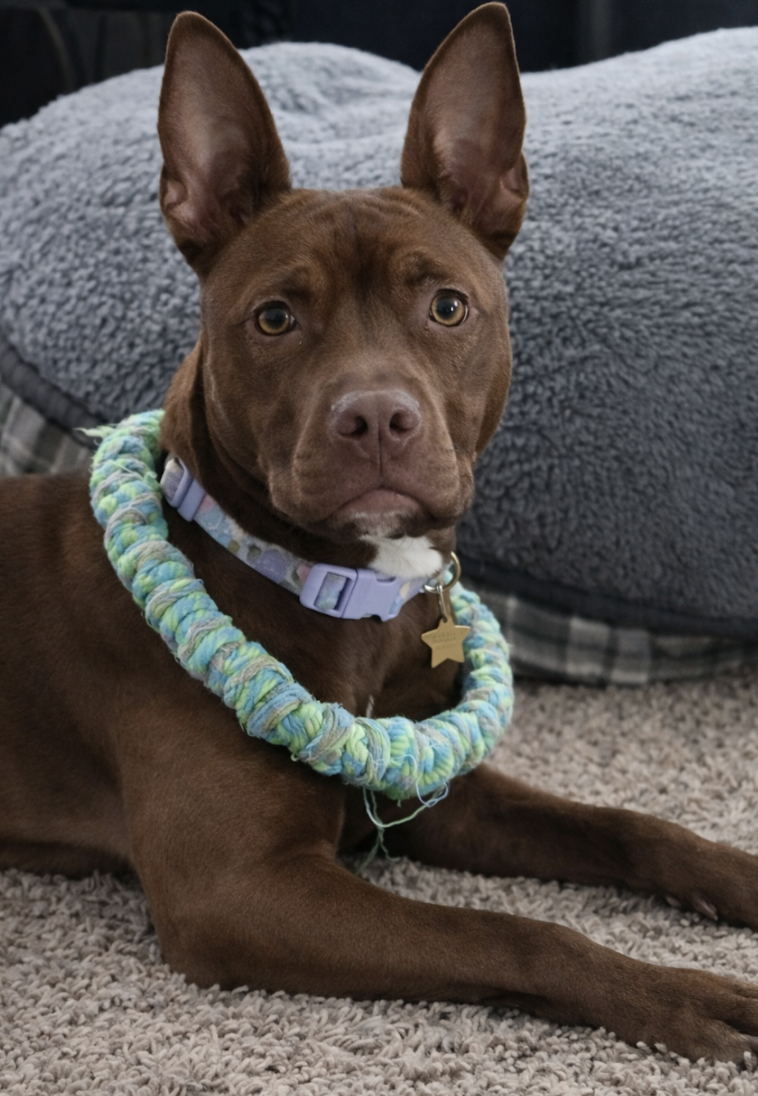 Screenshot 2026-02-20 at 2.53.20 PM.png