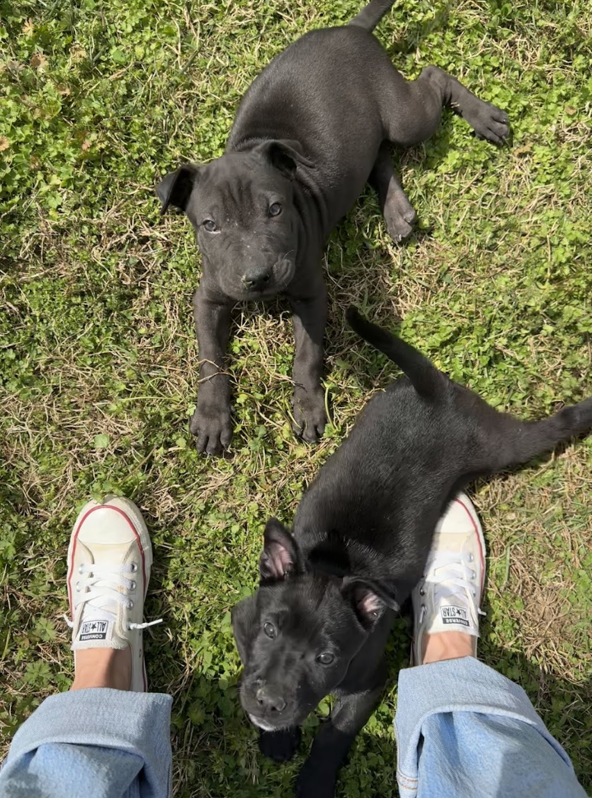 Screenshot 2026-04-08 at 3.29.15 PM.png