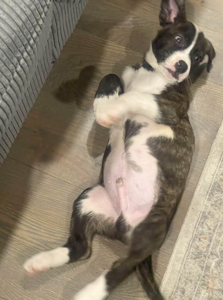 Screenshot 2026-02-05 at 3.04.47 PM.png