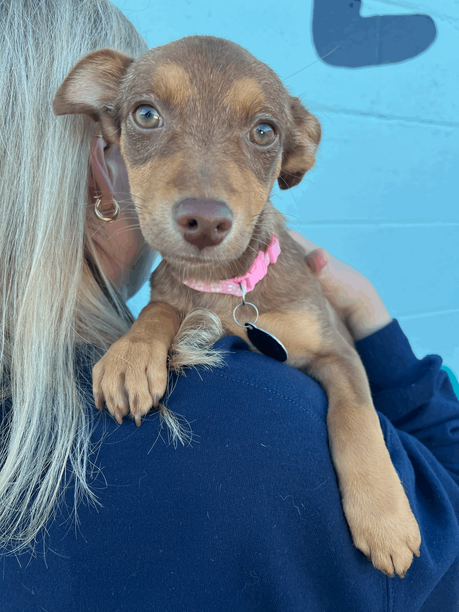 Pine, Nut Litter — Wags and Walks