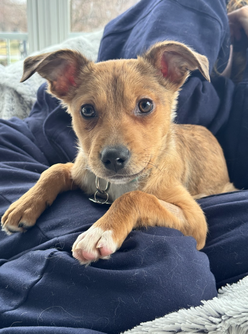 Screenshot 2026-02-20 at 4.16.22 PM.png