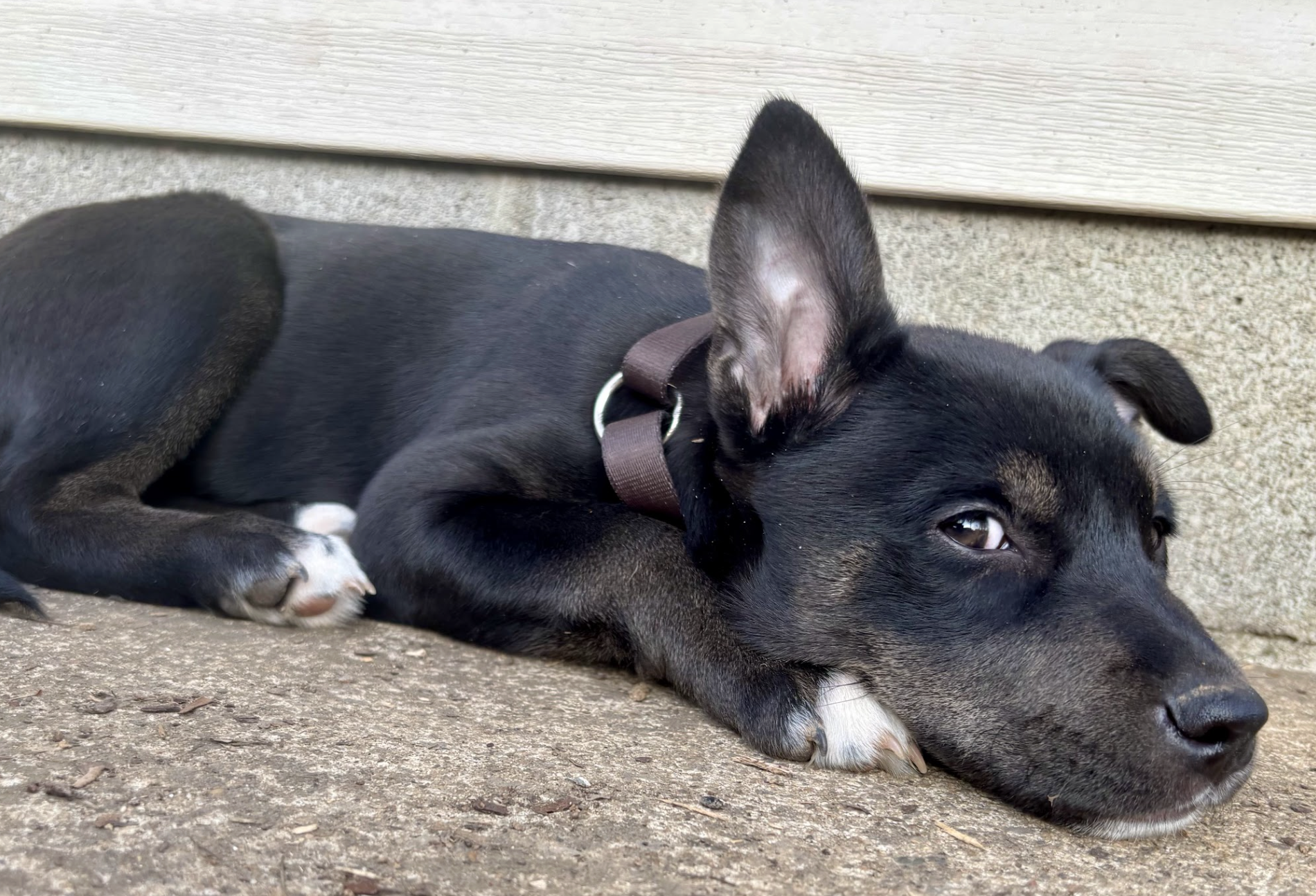 Screenshot 2026-02-16 at 7.03.33 PM.png