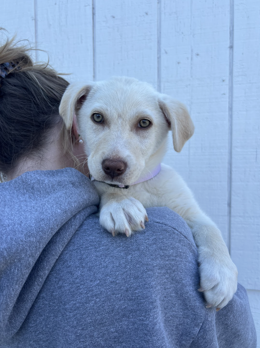 Screenshot 2026-02-27 at 6.28.10 PM.png