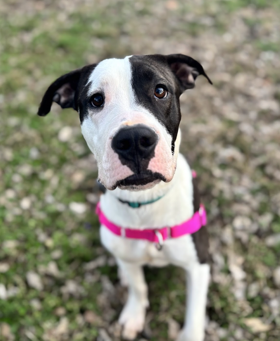 Screenshot 2026-04-21 at 5.31.45 PM.png