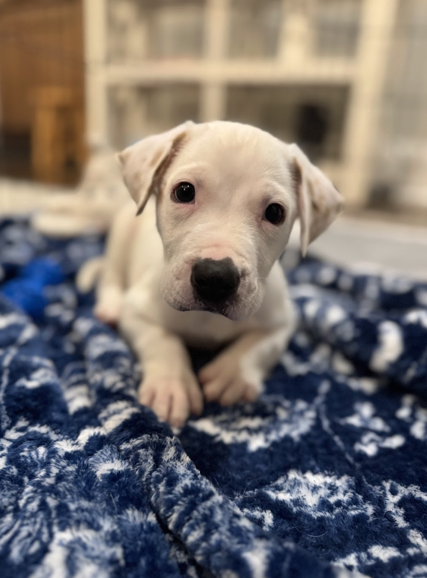 Screenshot 2026-01-24 at 3.49.57 PM.png