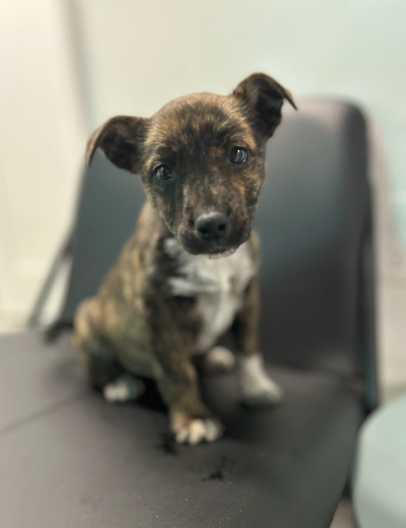 Screenshot 2026-02-19 at 7.08.39 PM.png