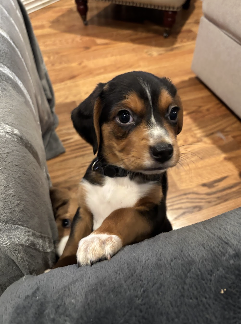 Screenshot 2026-02-21 at 4.41.08 PM.png