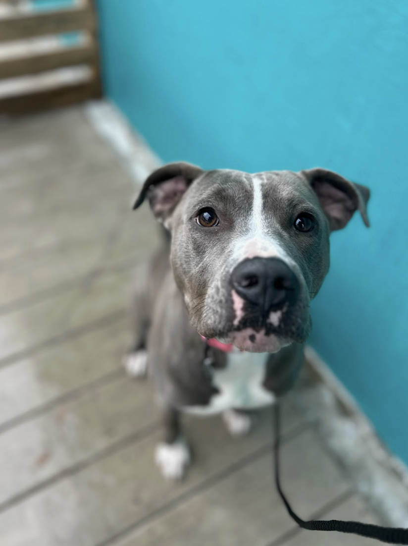 Screenshot 2025-12-18 at 1.53.35 PM.png