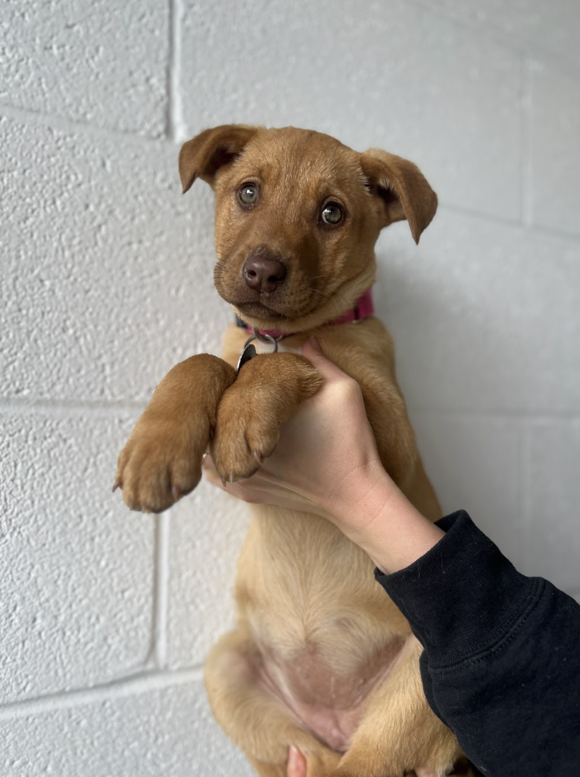 Screenshot 2026-01-30 at 4.41.11 PM.png