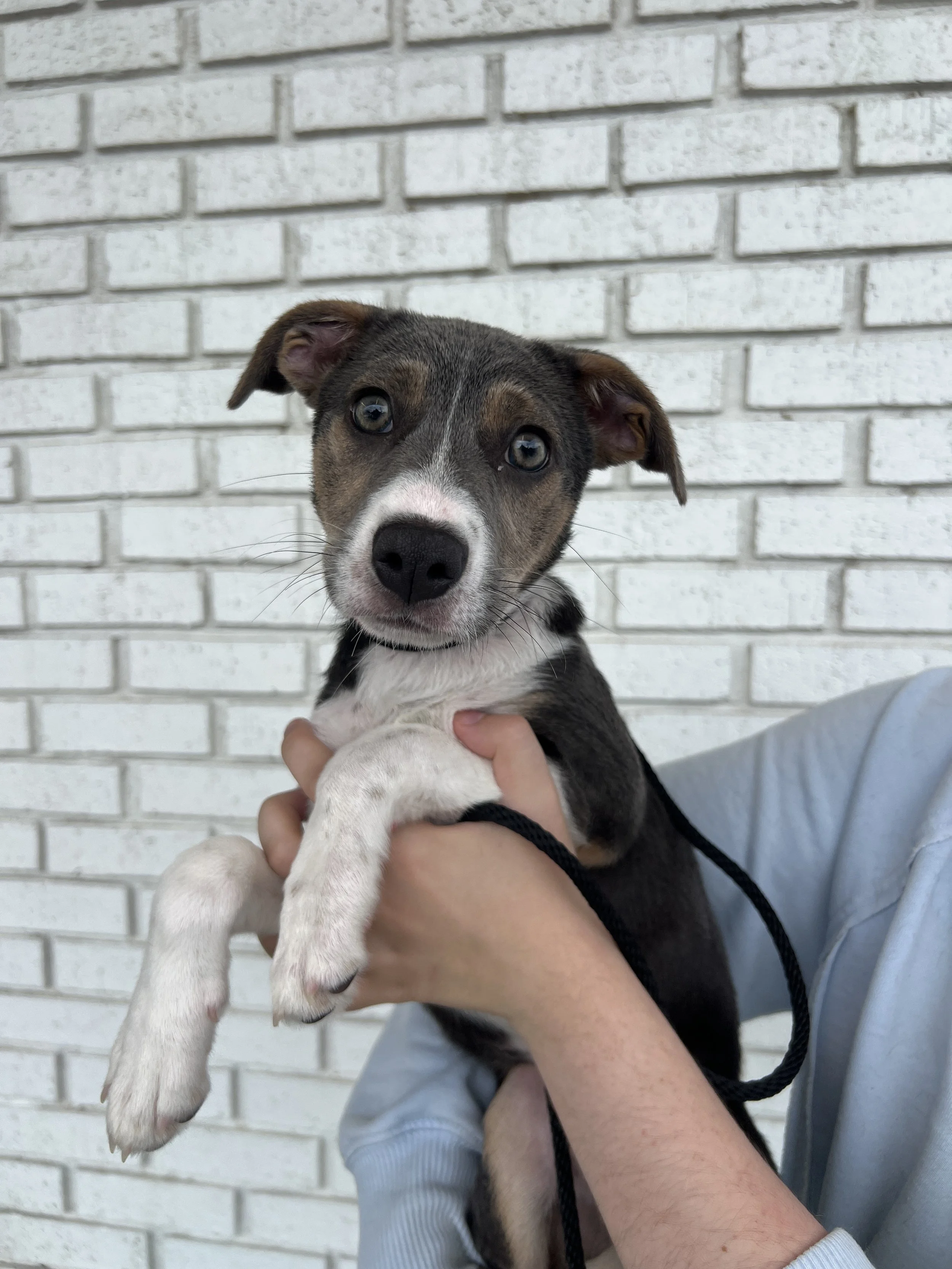 Bellini, the Cocktail Litter