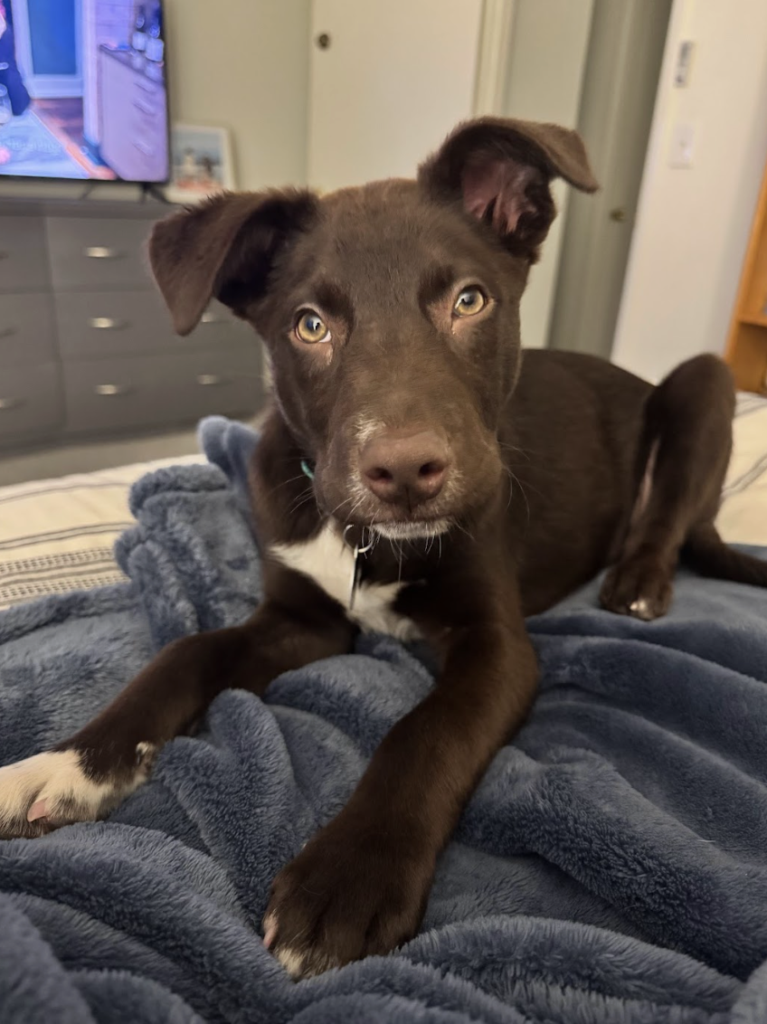 Screenshot 2026-02-20 at 3.59.55 PM.png