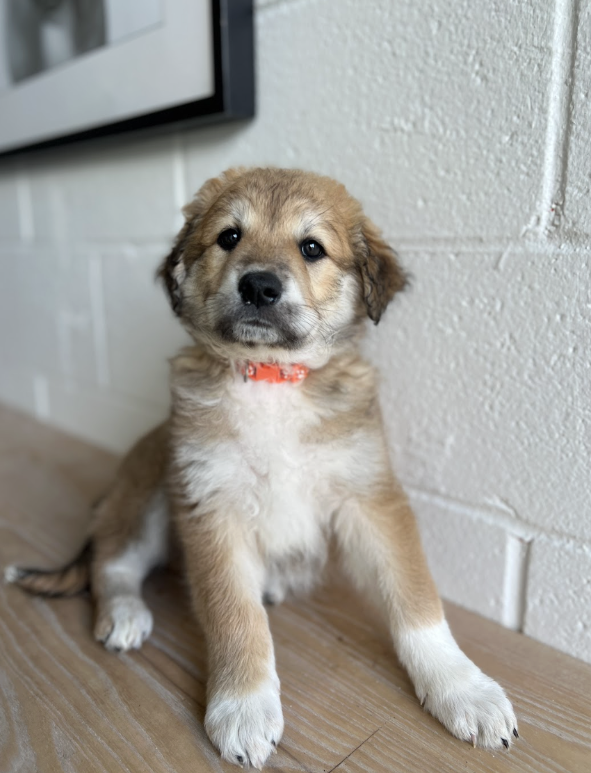 Screenshot 2026-04-16 at 4.10.39 PM.png