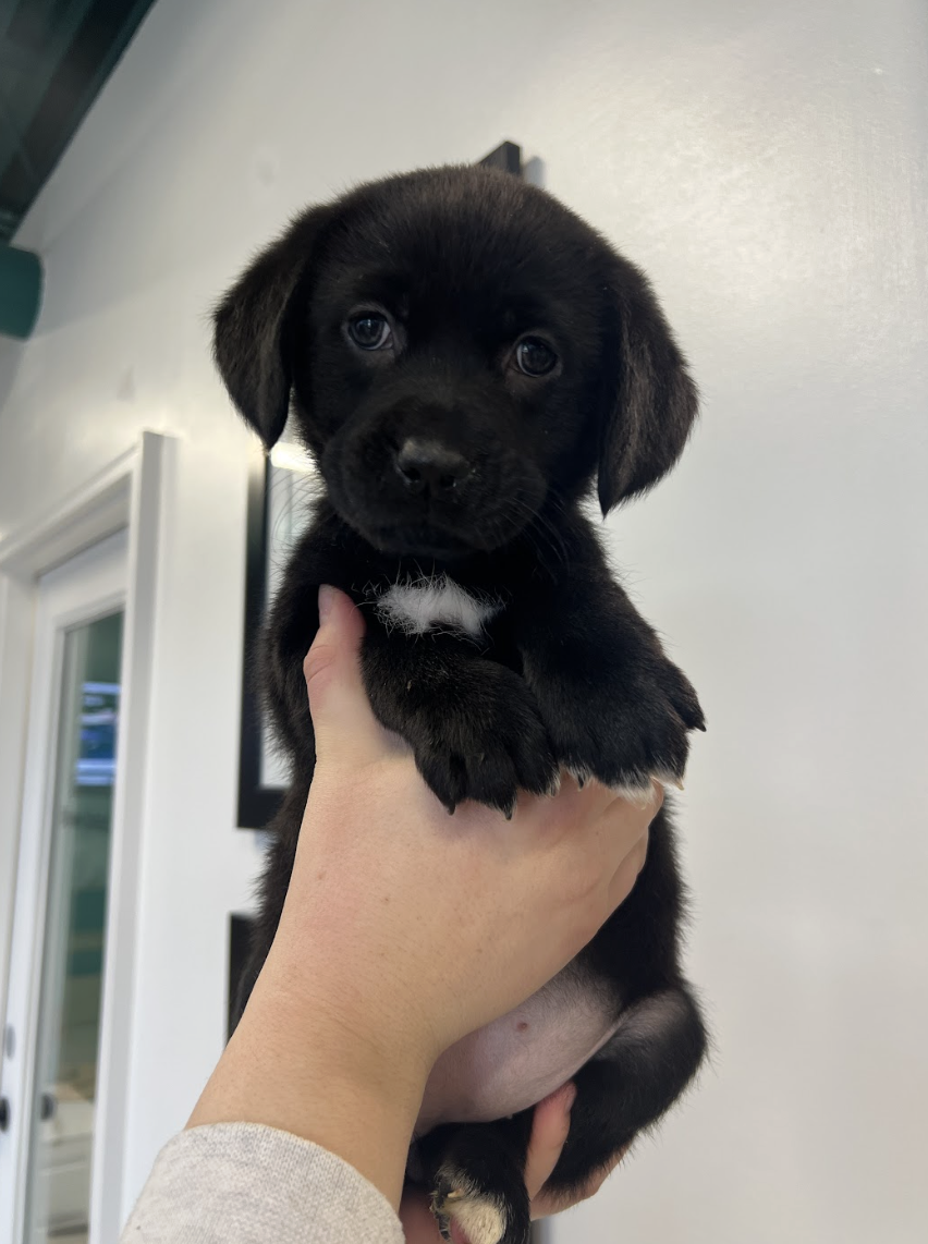 Screenshot 2026-02-14 at 5.45.58 PM.png