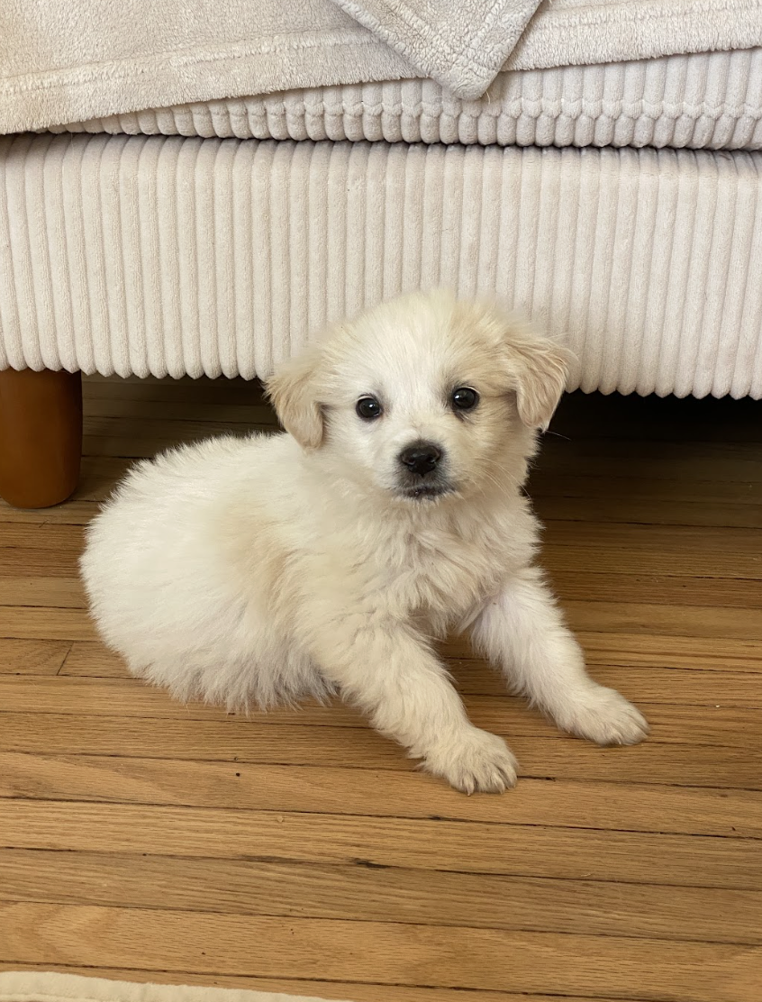 Screenshot 2026-04-16 at 4.59.27 PM.png