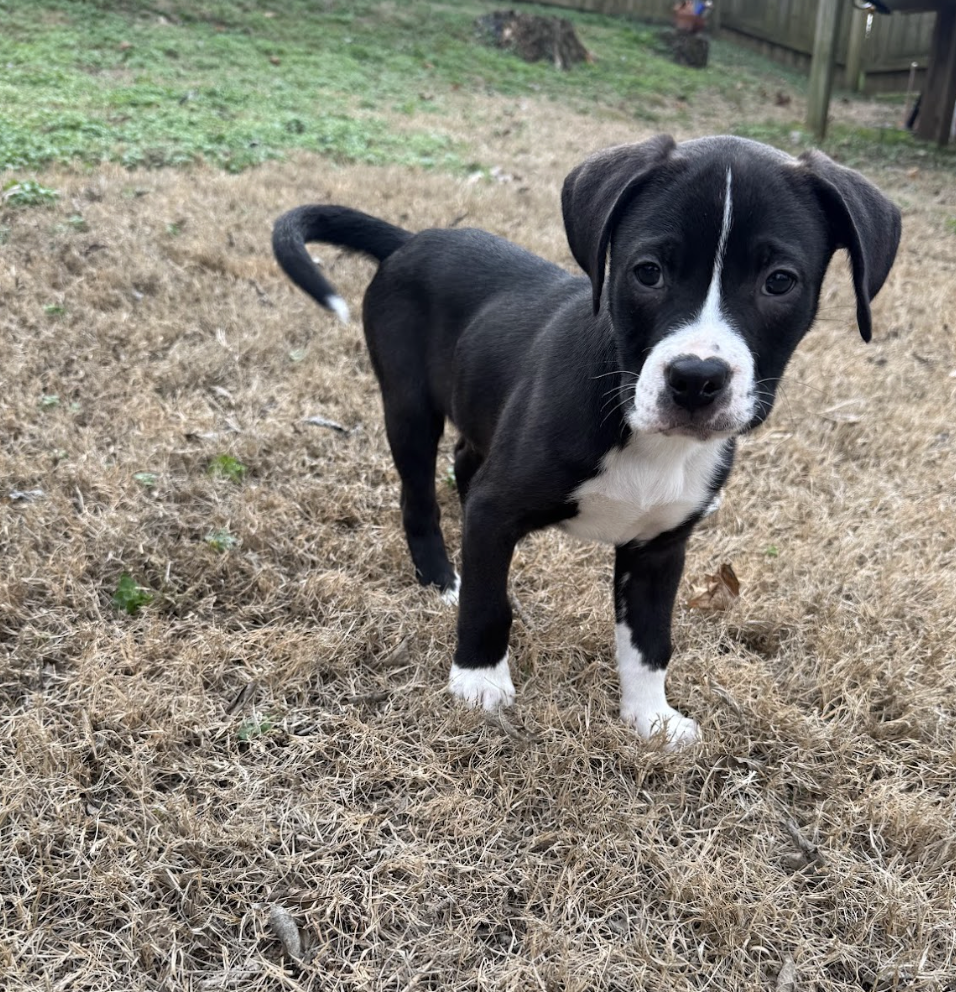 Screenshot 2026-01-04 at 11.21.07 AM.png