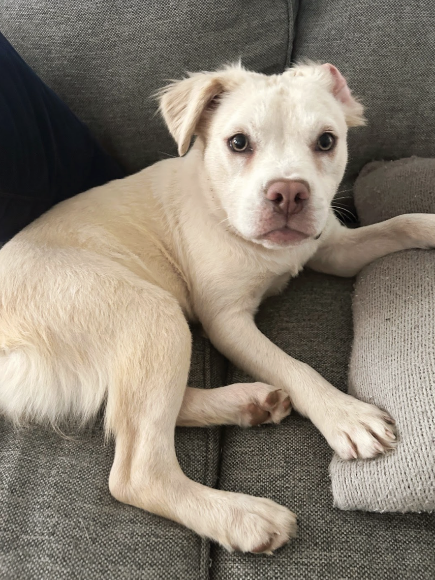 Screenshot 2026-04-22 at 5.44.18 PM.png