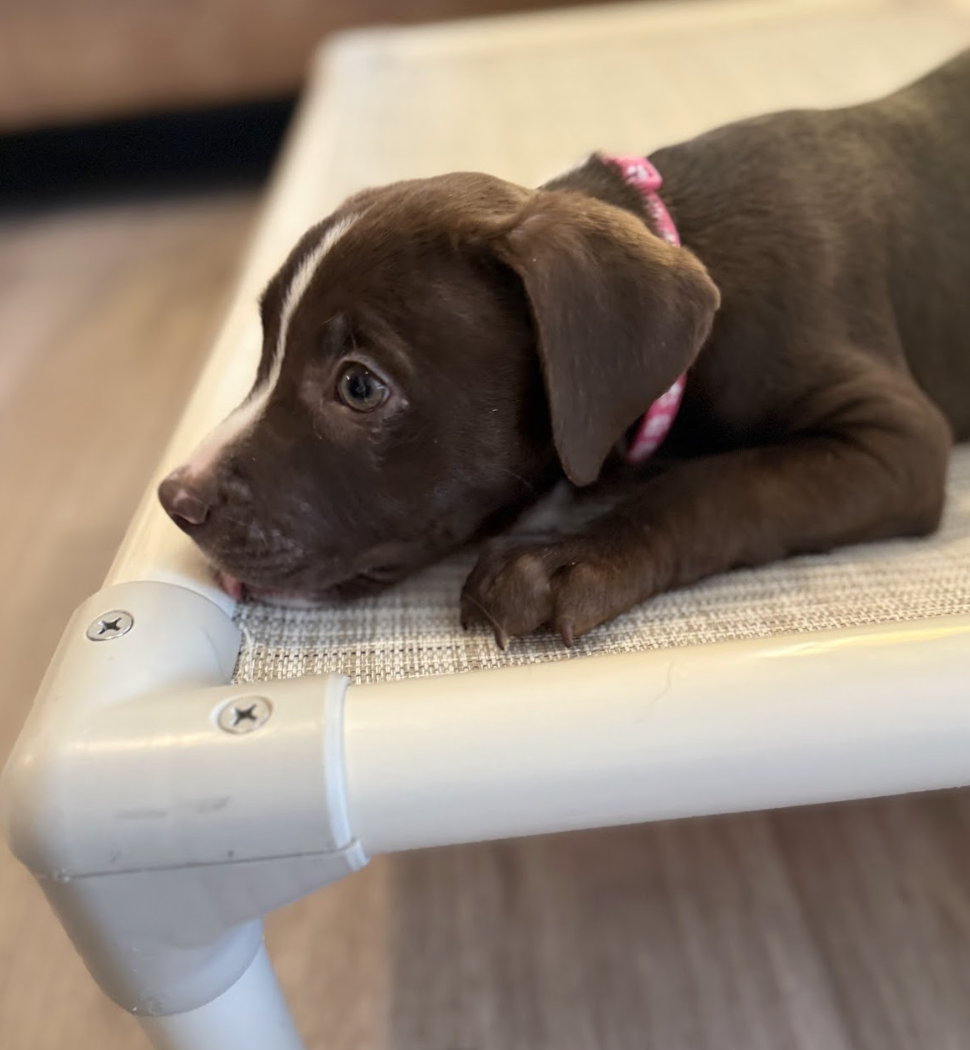 Screenshot 2025-12-31 at 1.30.12 PM.png