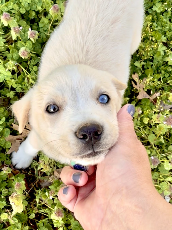 Screenshot 2026-04-16 at 4.49.39 PM.png