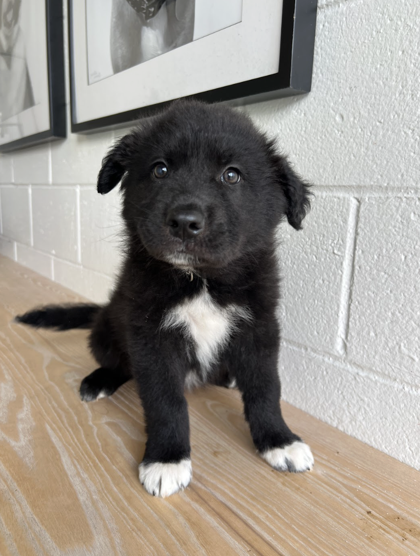 Screenshot 2026-04-16 at 4.09.41 PM.png