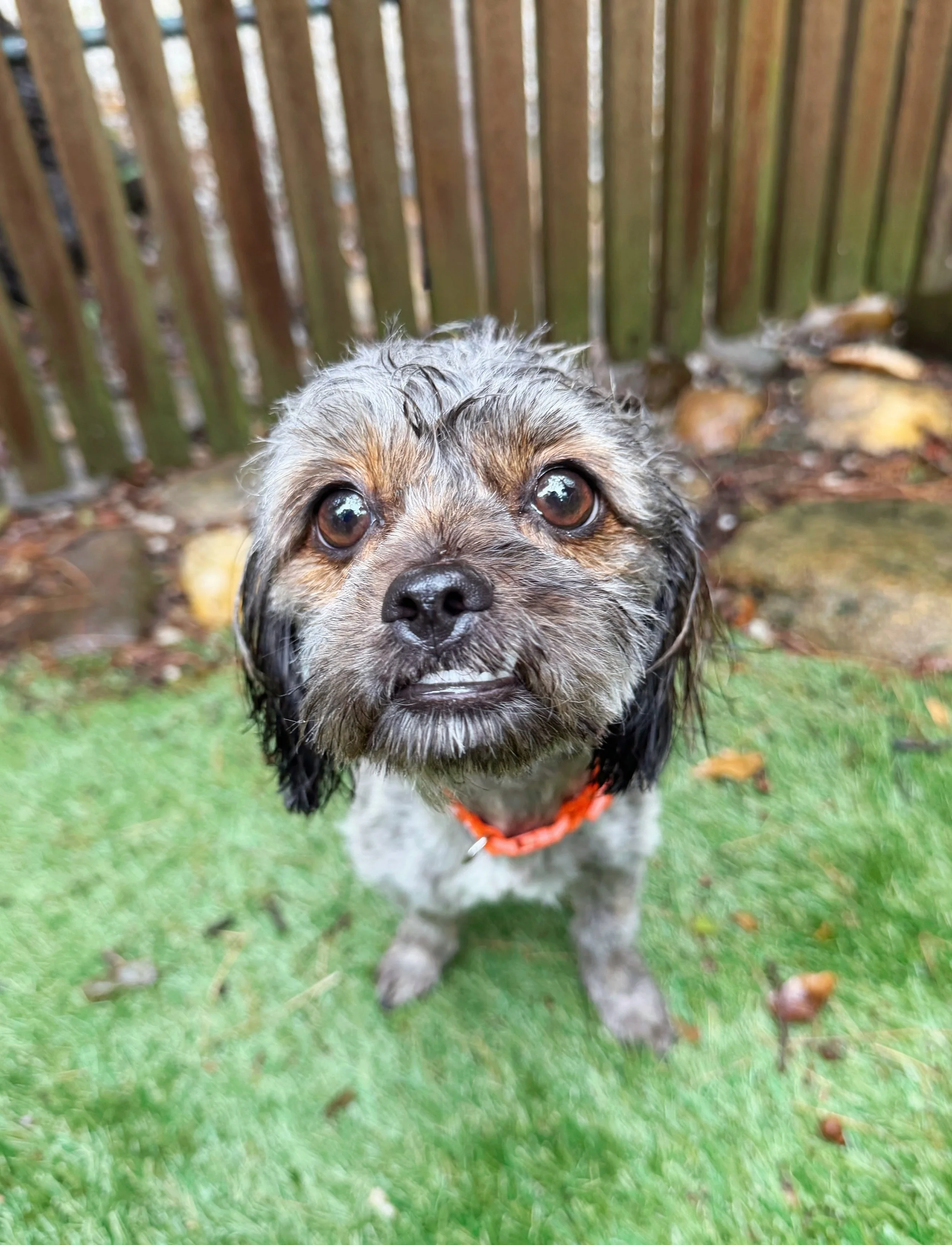 Widget