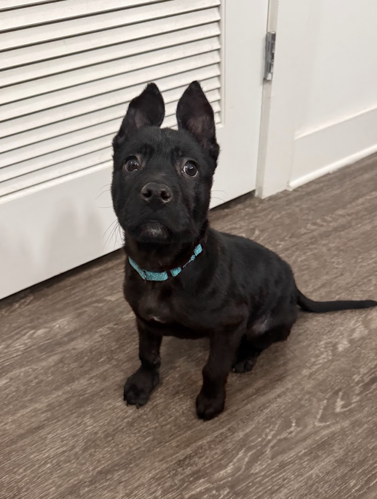 Screenshot 2026-02-20 at 3.44.02 PM.png