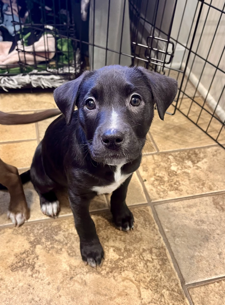 Screenshot 2026-01-07 at 1.16.47 PM.png